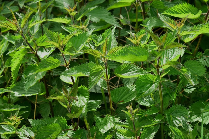 Fall Herbs