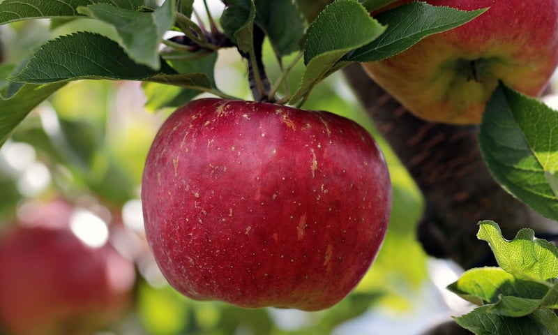 Fresh Apples