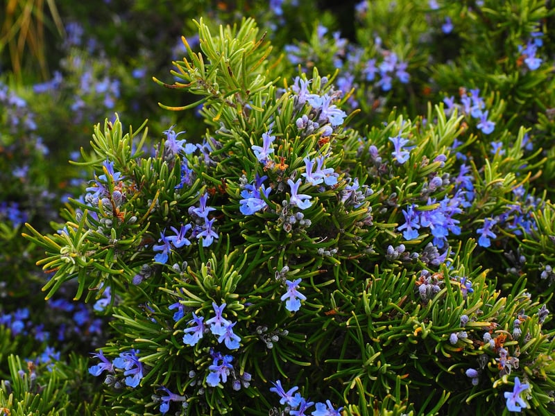 Fresh Rosemary