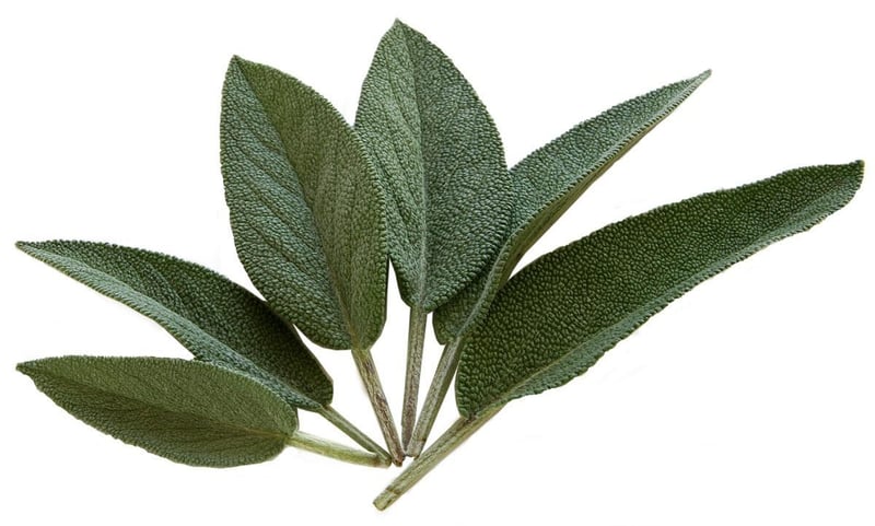 Fresh Sage